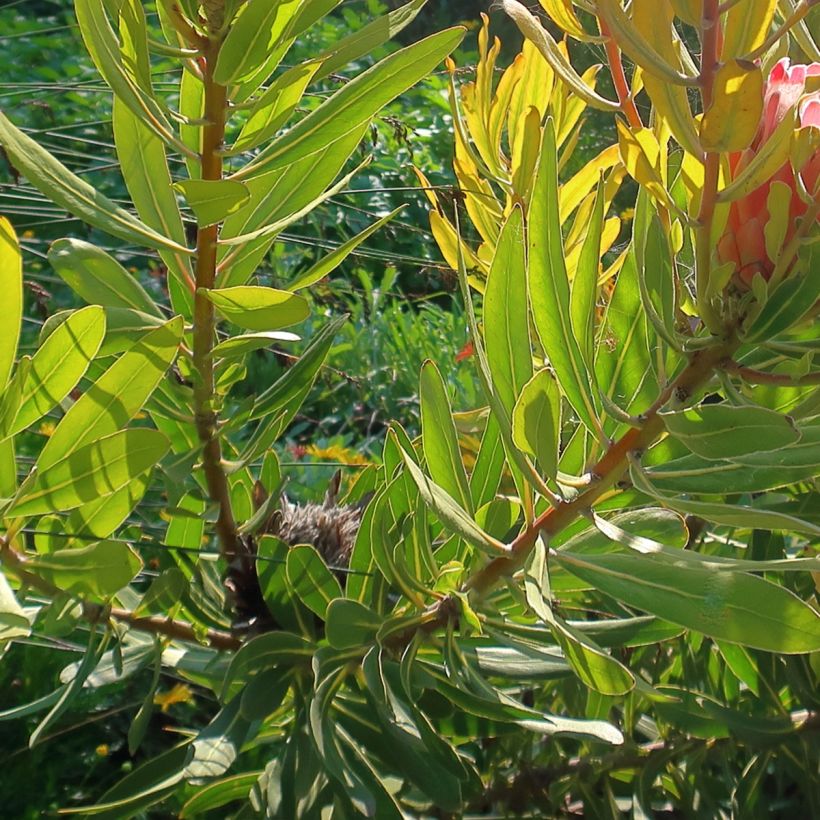 Protea neriifolia (x) susannae Pink Ice (Foliage)