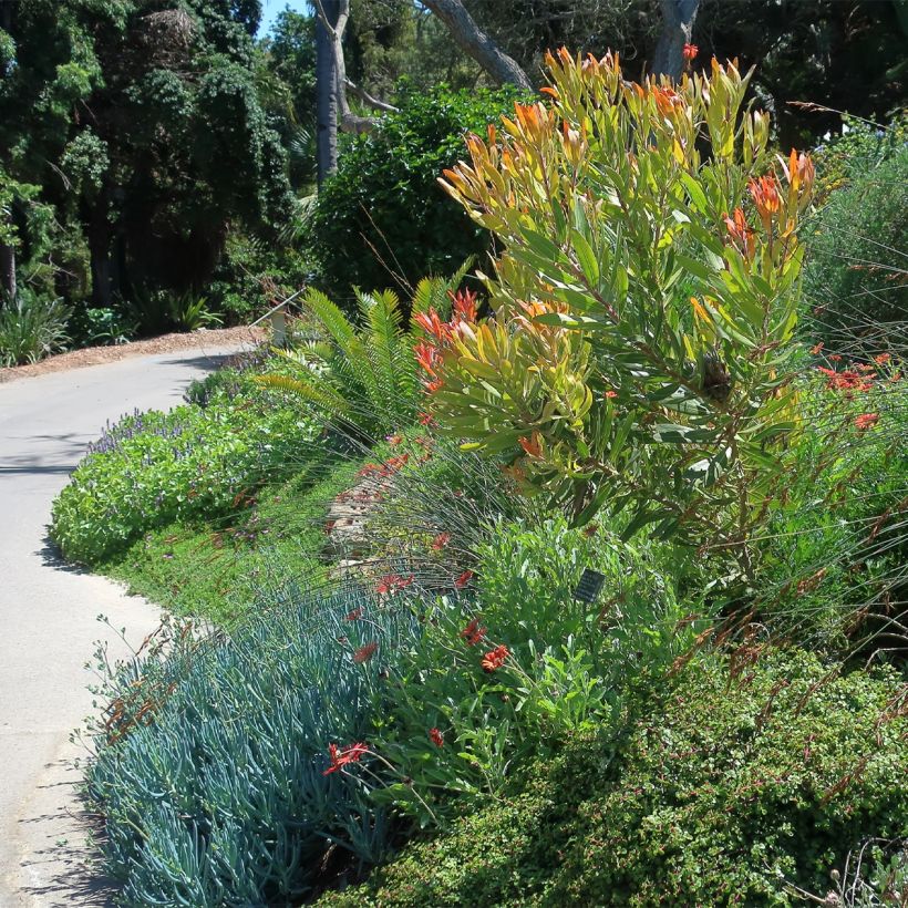 Protea neriifolia (x) susannae Pink Ice (Plant habit)