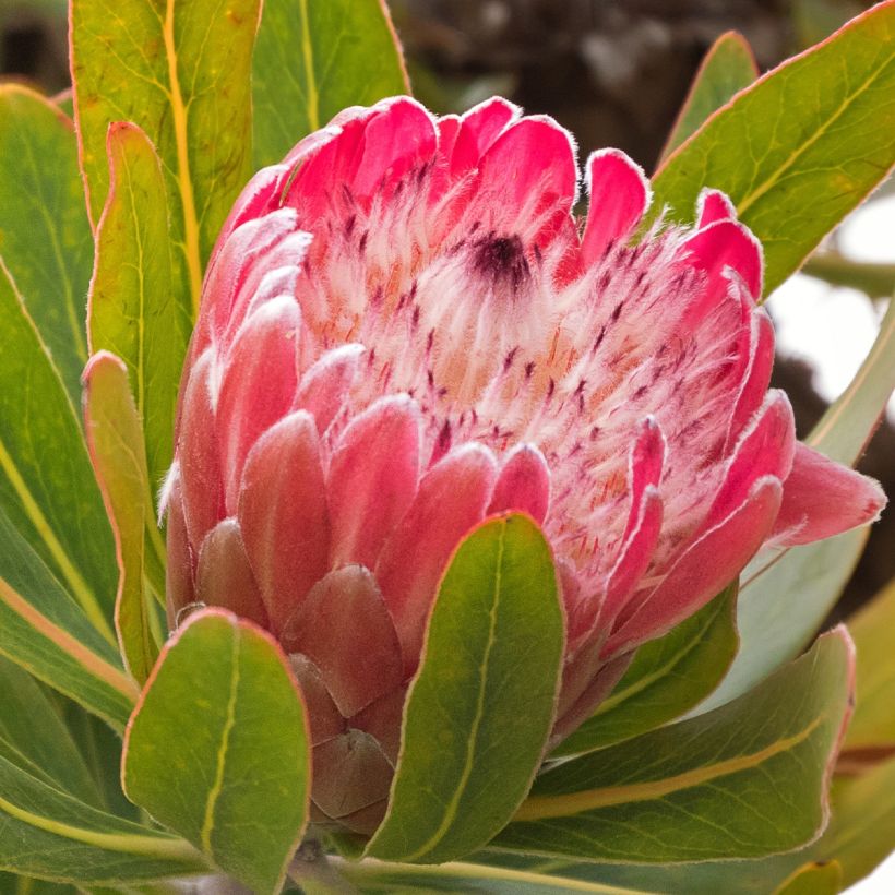 Protea neriifolia (x) susannae Pink Ice (Flowering)