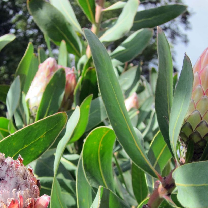 Protea Susara (Foliage)