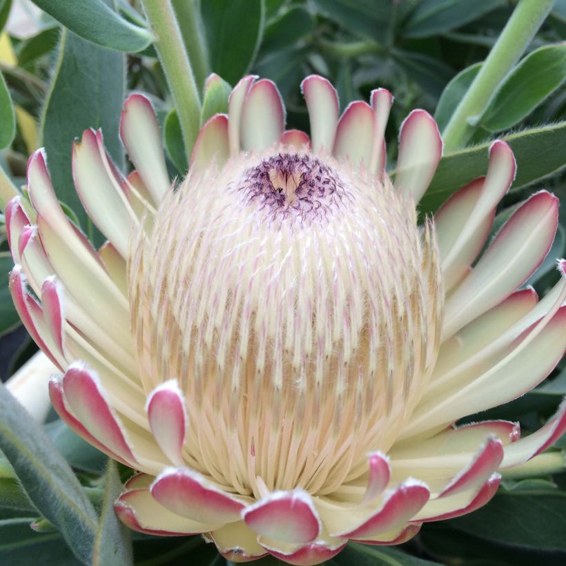 Protea Susara (Flowering)