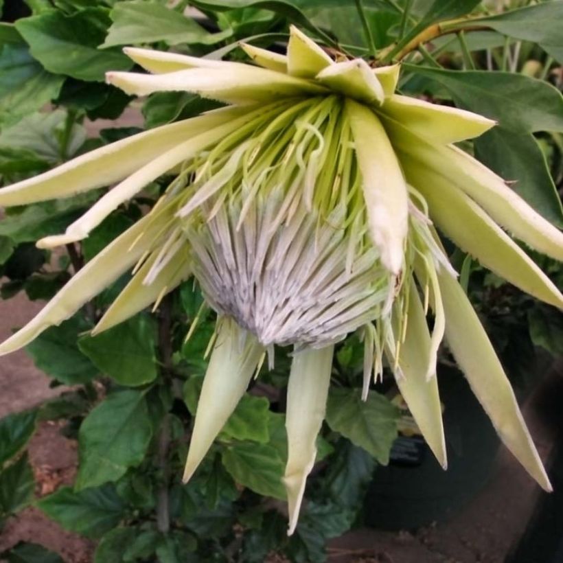 Protea cynaroides White Crown (Flowering)