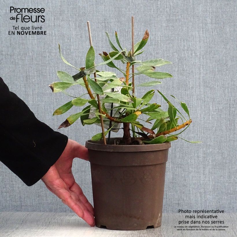Protea cynaroides White Crown 2L/3L pot sample as delivered in autumn