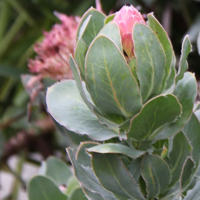 Protea eximia (Foliage)