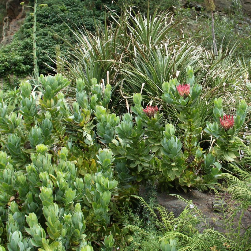 Protea eximia (Plant habit)