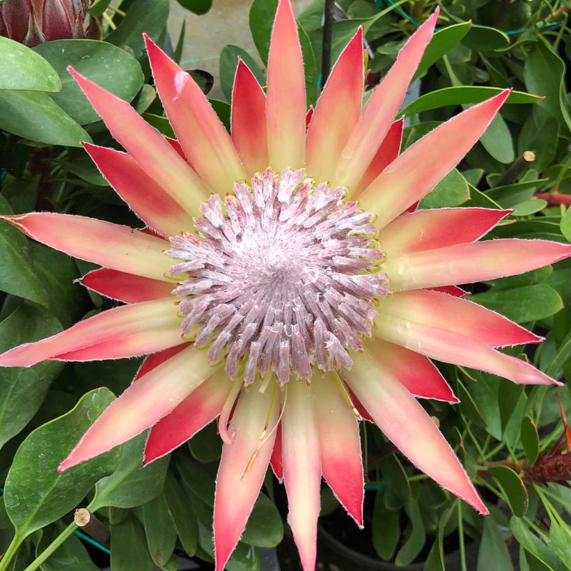 Protea cynaroides Little Prince (Flowering)