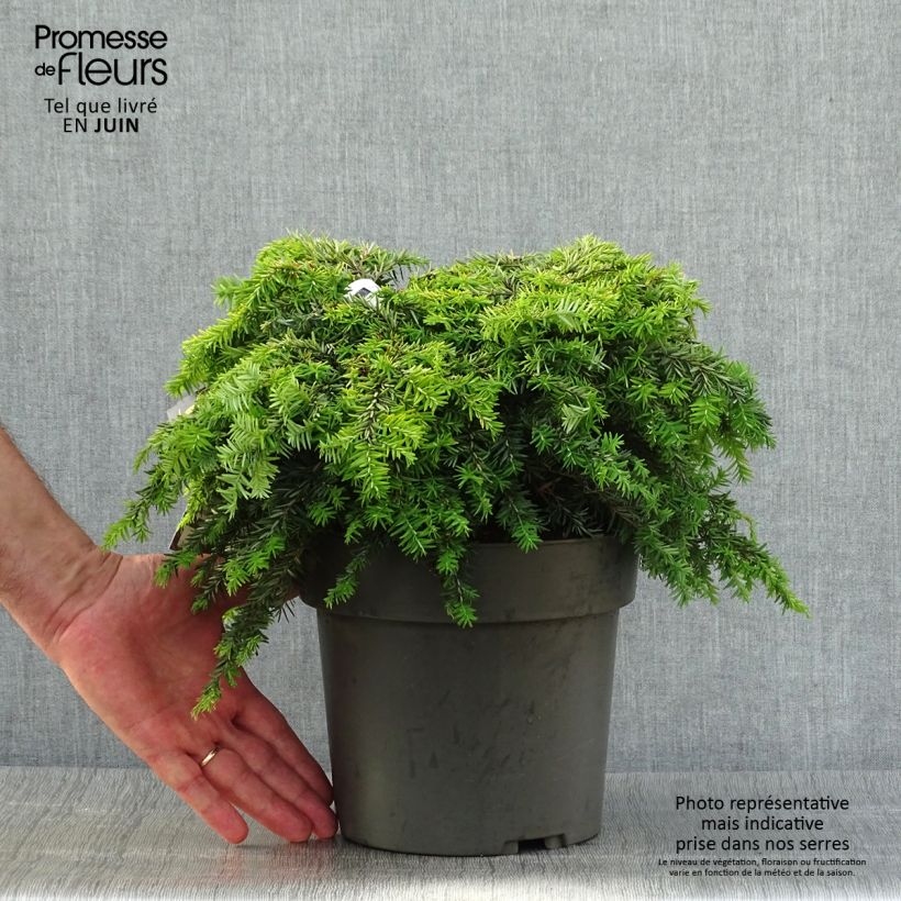 Tsuga canadensis Nana - Eastern Hemlock 4L/5L pot sample as delivered in summer