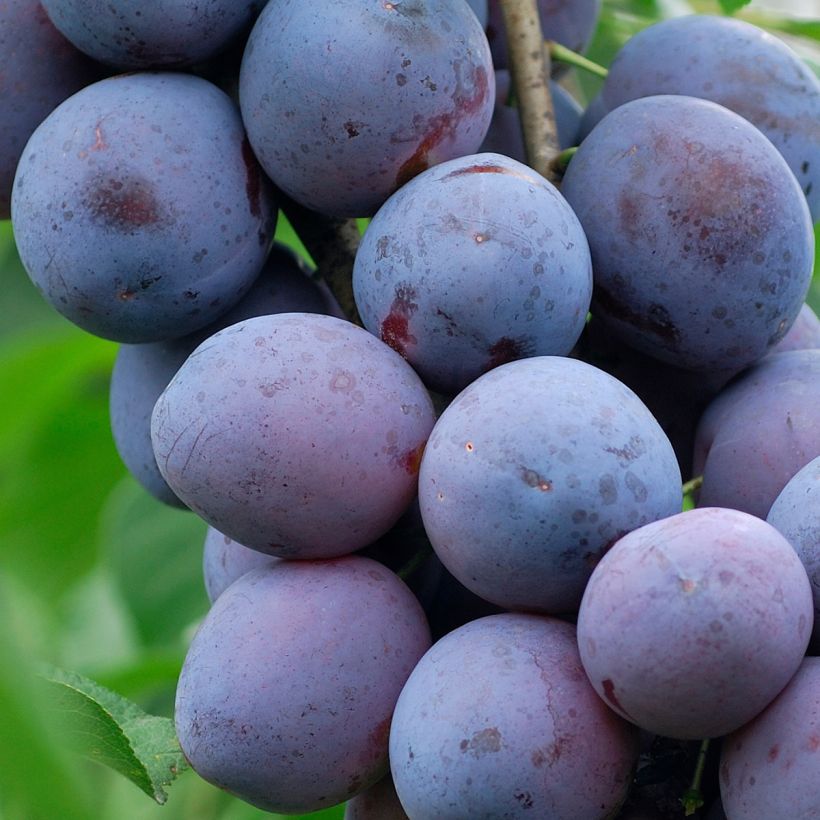 Prunus domestica Hauszwetsche - Common plum (Harvest)