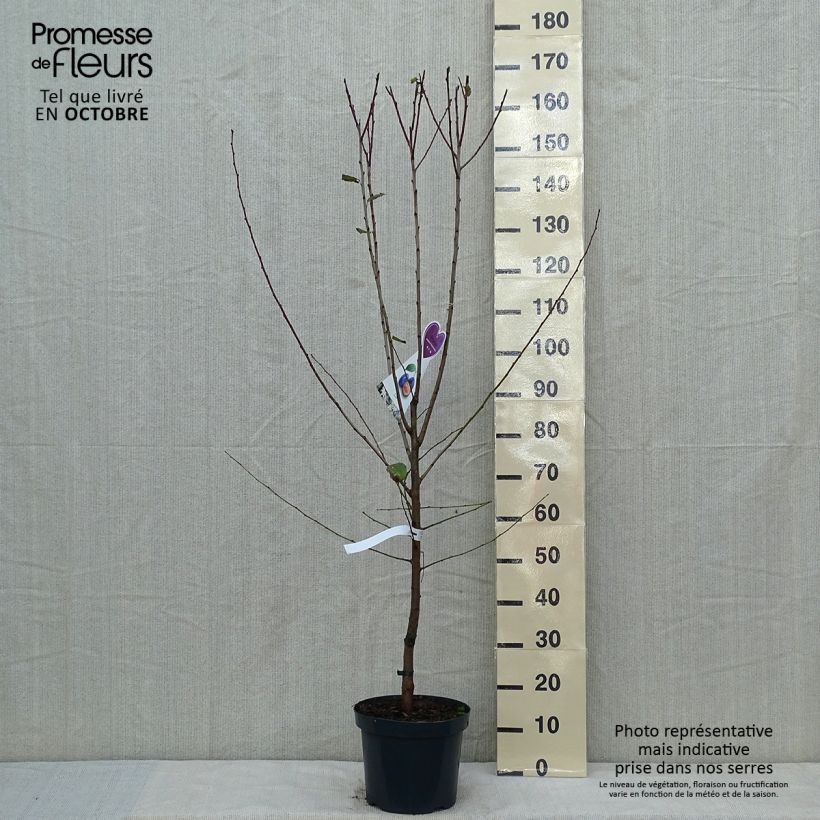 Prunus domestica Hauszwetsche - Common plum 7.5L/10L pot, Goblet sample as delivered in autumn