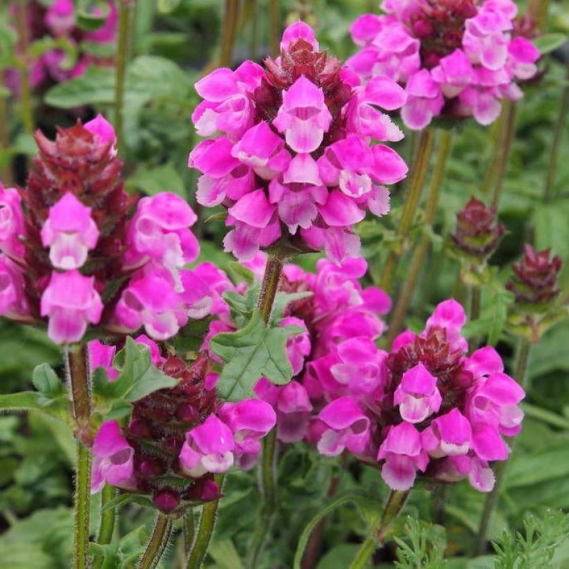 Prunella grandiflora Bella Deep Rose - Self-heal (Flowering)