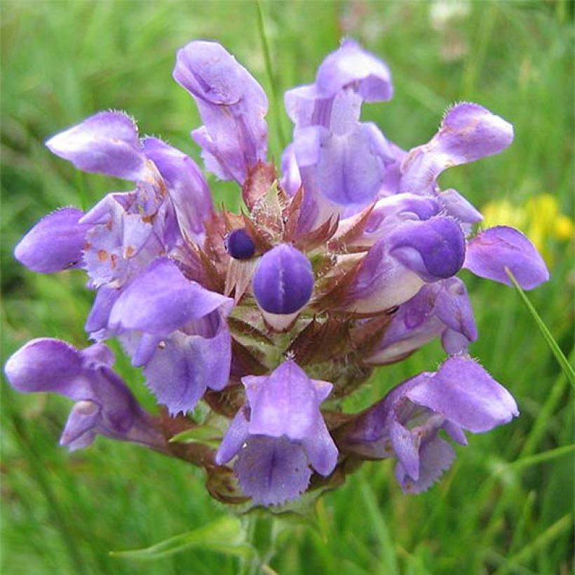 Prunella grandiflora Altenberg Rosa - Self-heal (Flowering)