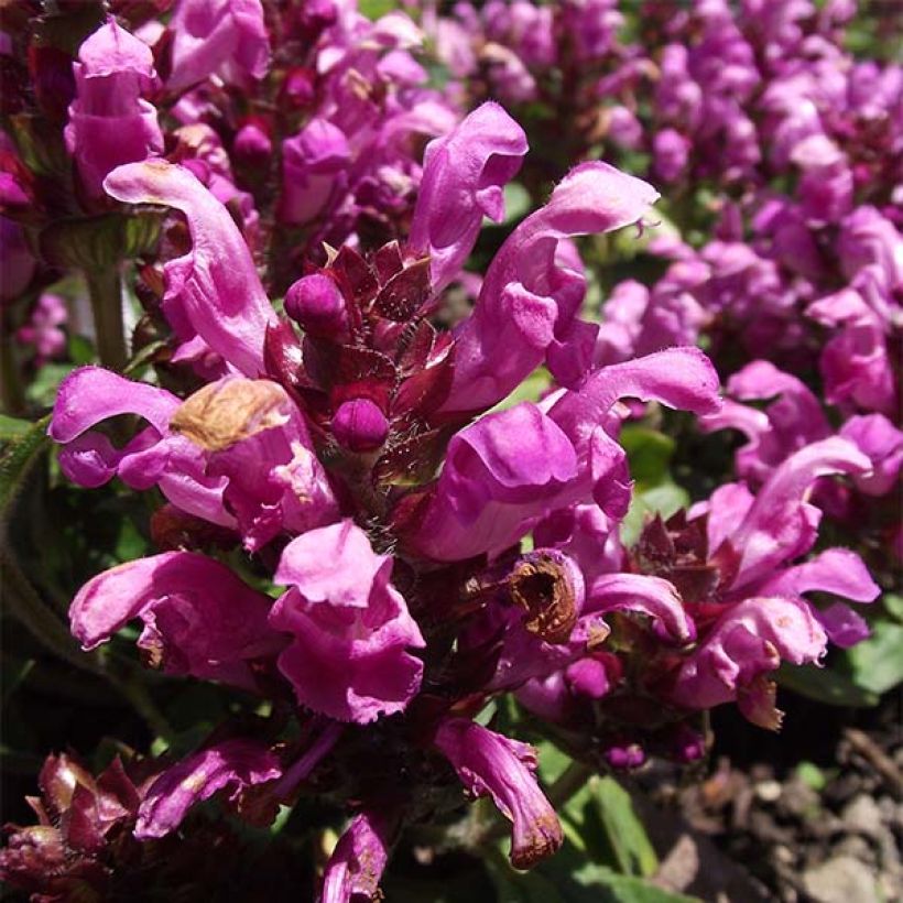 Prunella grandiflora Pink Loveliness - Self-heal (Flowering)