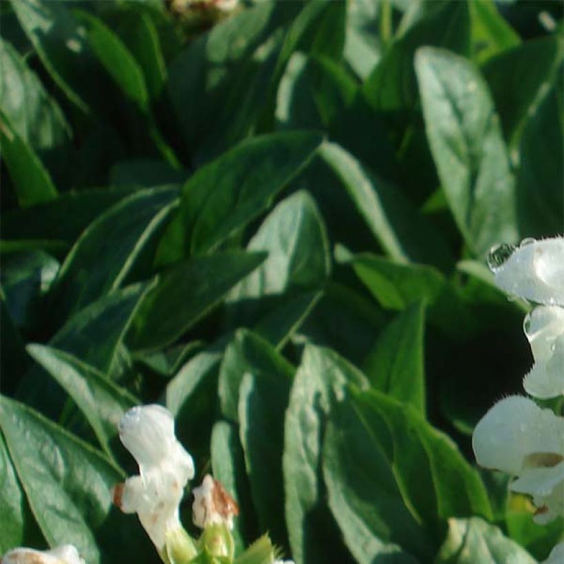 Prunella grandiflora White Loveliness (Foliage)