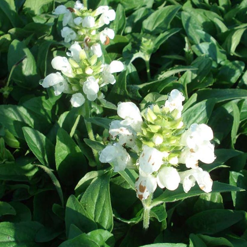 Prunella grandiflora White Loveliness (Flowering)