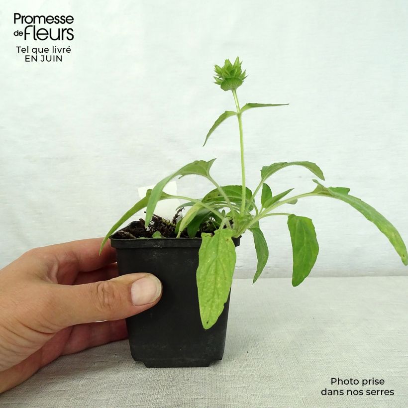 Prunella grandiflora White Loveliness 8/9 cm pot sample as delivered in summer
