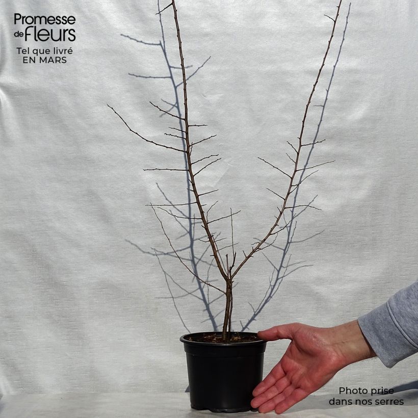 Prunus spinosa - Blackthorn sample as delivered in spring