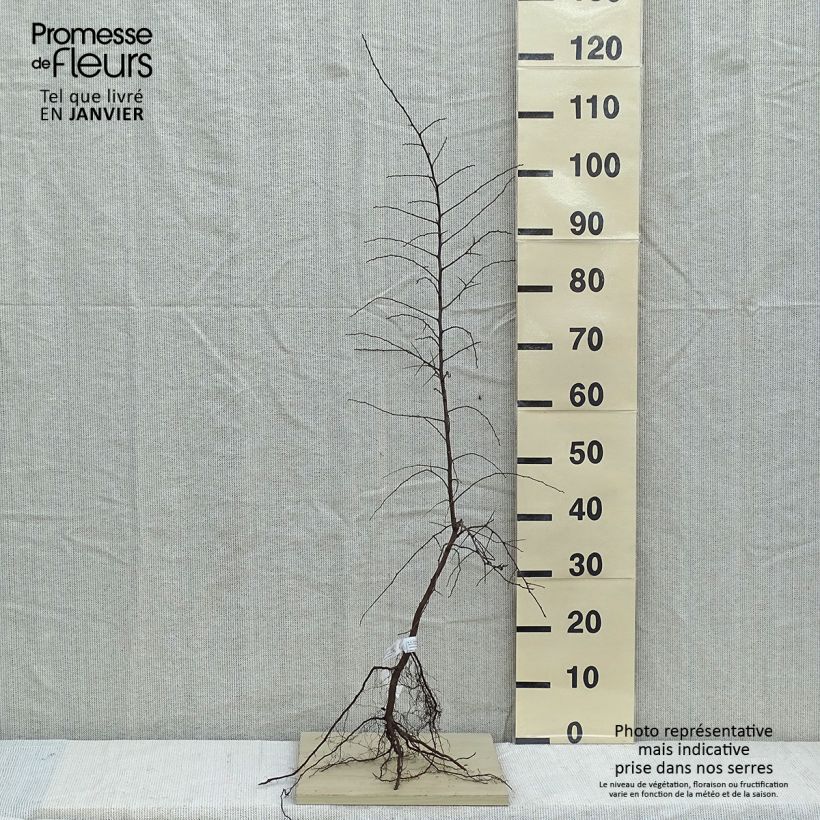 Prunus spinosa - Blackthorn sample as delivered in winter
