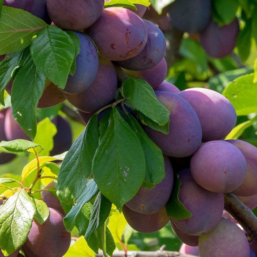 Prunus domestica Altesse Simple - Common plum (Harvest)