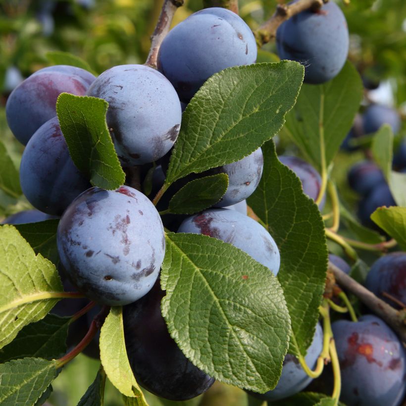 Prunus domestica Bleue de Belgique - Common plum (Harvest)