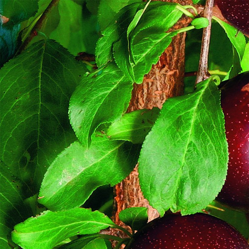 Crimson Glo Plum Tree (Foliage)