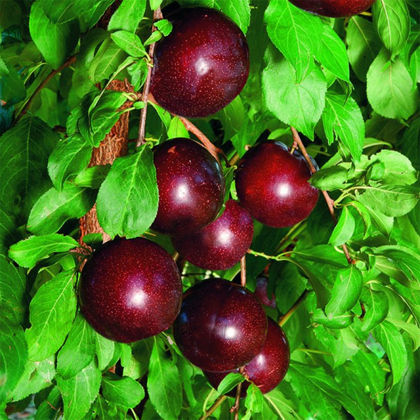 Crimson Glo Plum Tree (Harvest)