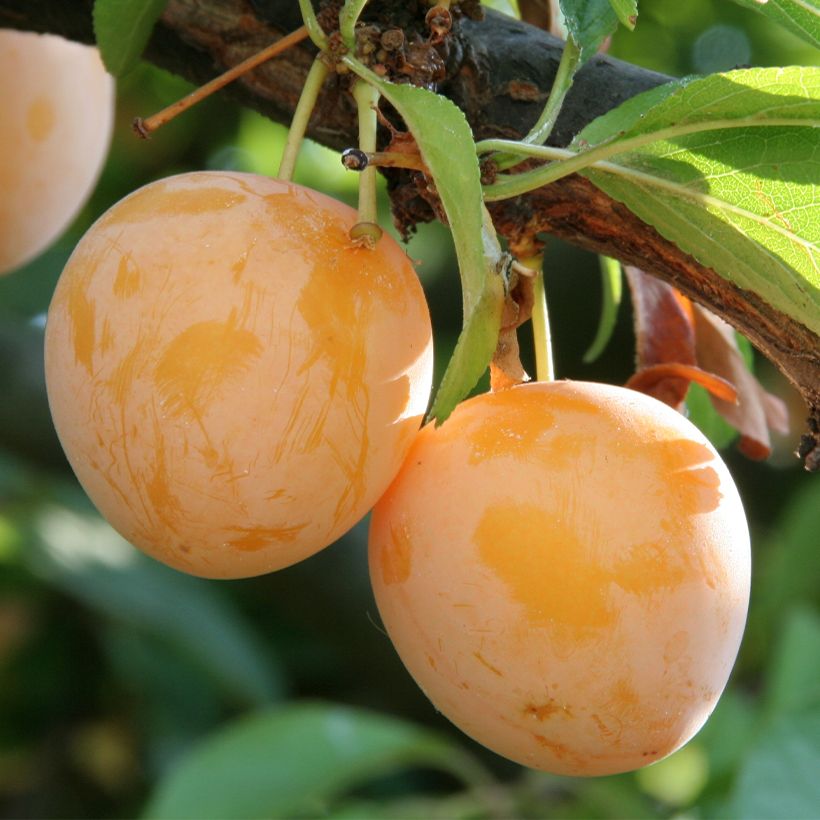 Prunus domestica Des Béjonnières - Common plum (Harvest)