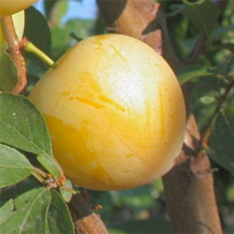 Prunus domestica Golden Japan - Common plum (Harvest)
