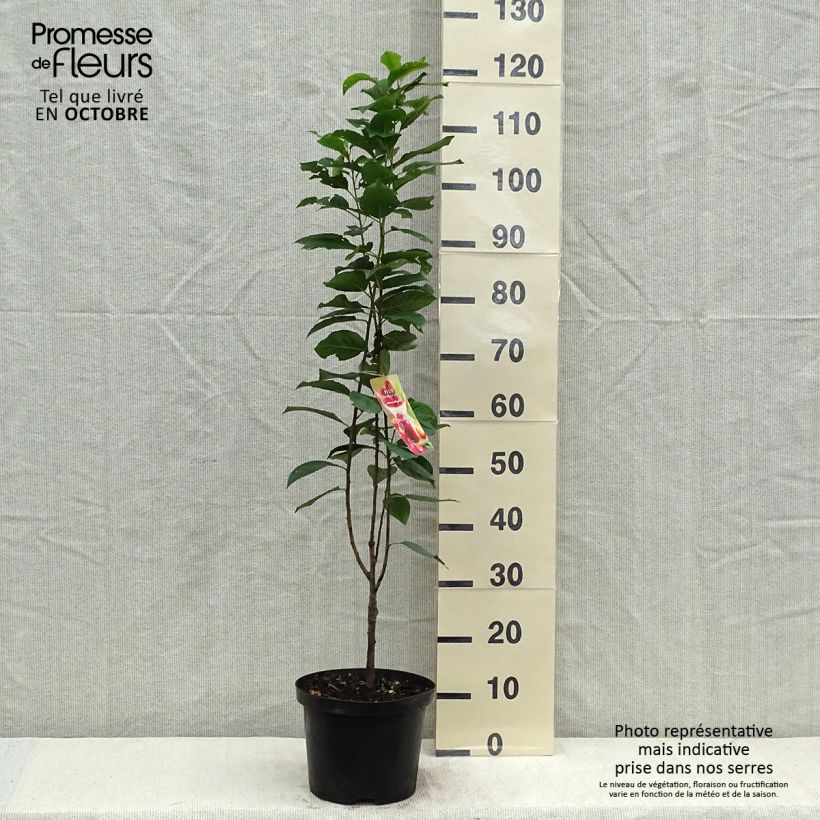 Prunus domestica Mirabelle Ruby - Common plum 7.5L/10L pot, Columnar sample as delivered in autumn