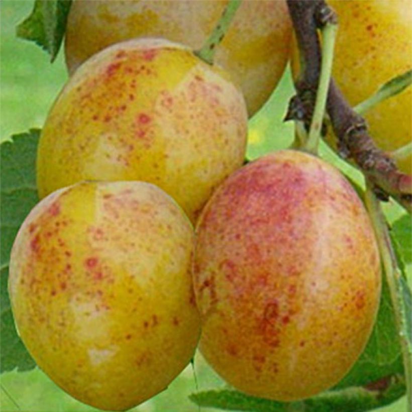 Prunus Mirabelle de Metz - plum (Harvest)