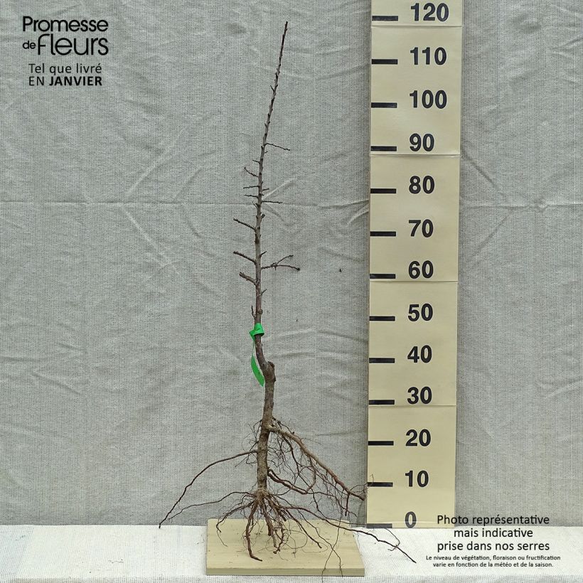 Prunus Mirabelle de Metz Organic Plum Tree Bare root, Scion sample as delivered in winter