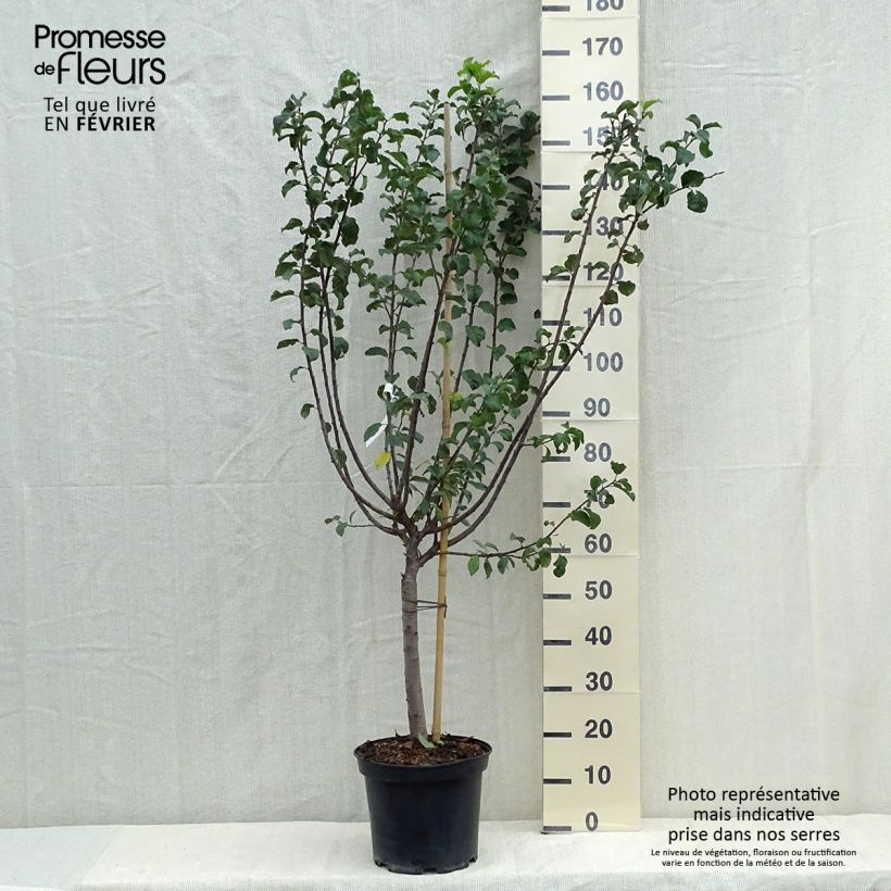 Prunus Mirabelle de Metz - plum 7.5L/10L pot, Goblet sample as delivered in autumn