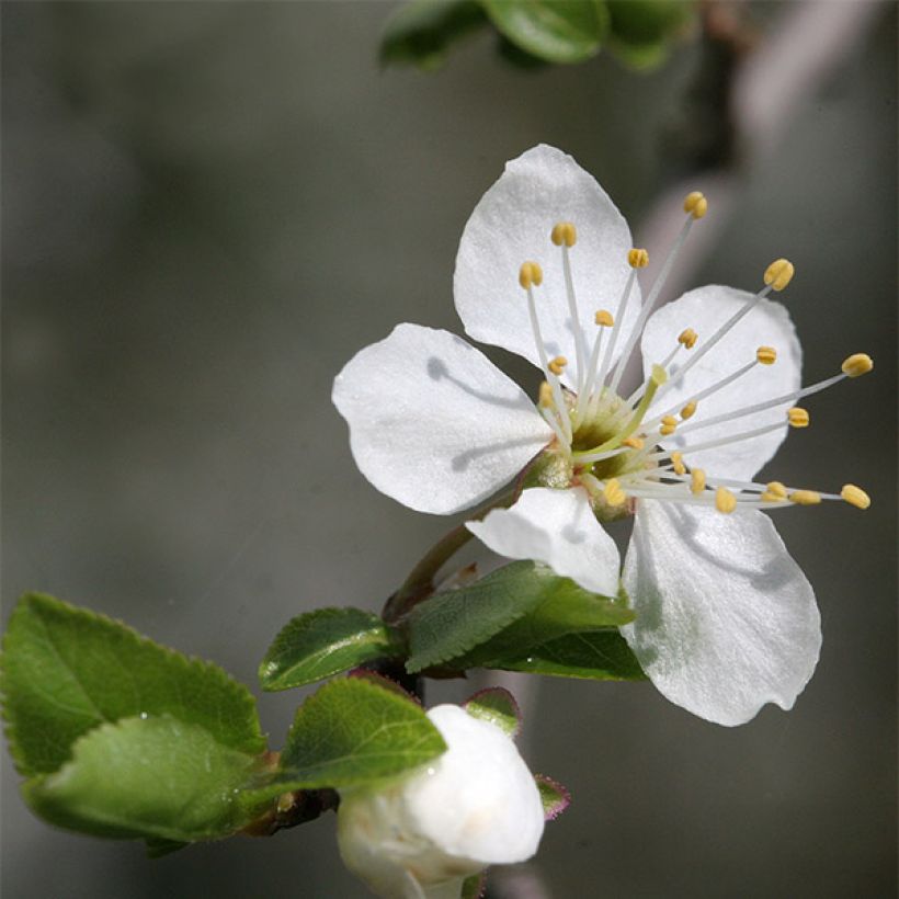 Prunus Mirabelle de Nancy Plum Tree (Flowering)