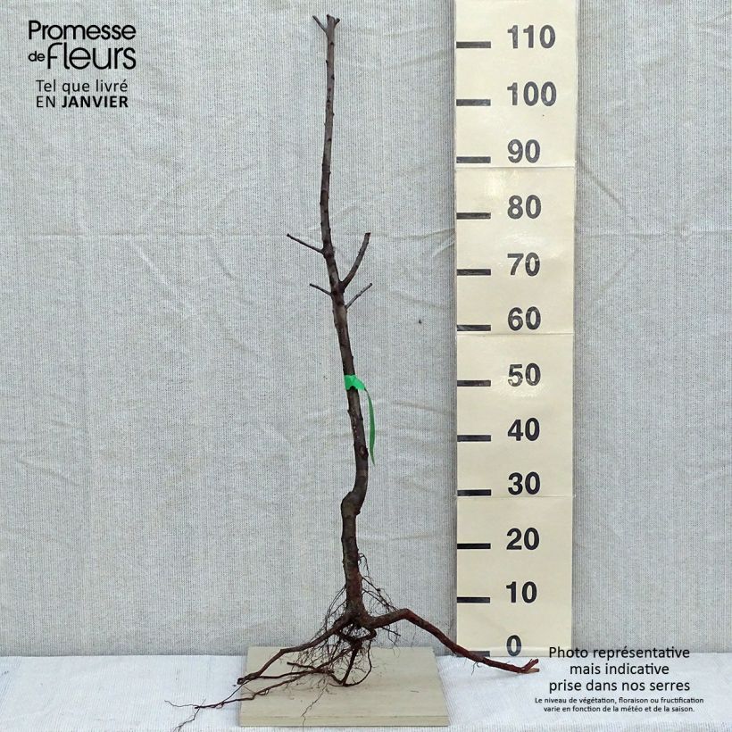 Prunus Mirabelle de Nancy Plum Tree Bare root, Scion sample as delivered in winter