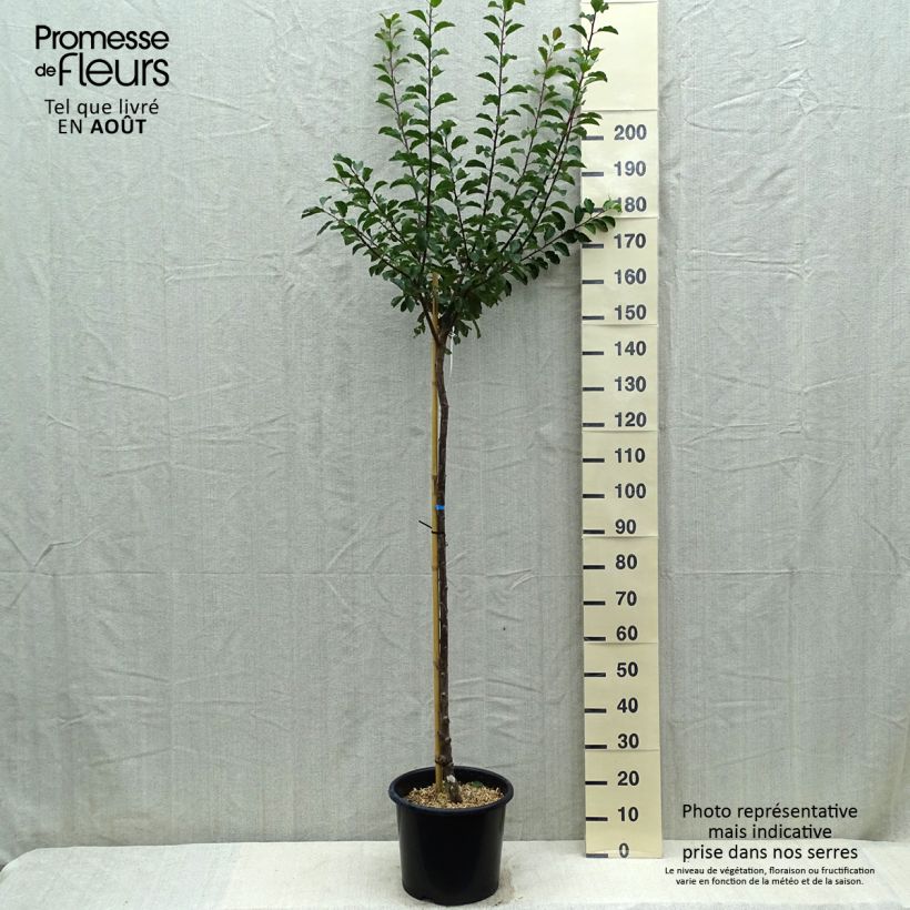 Prunus Mirabelle de Nancy Plum Tree 7.5L/10L pot, Half standard sample as delivered in summer