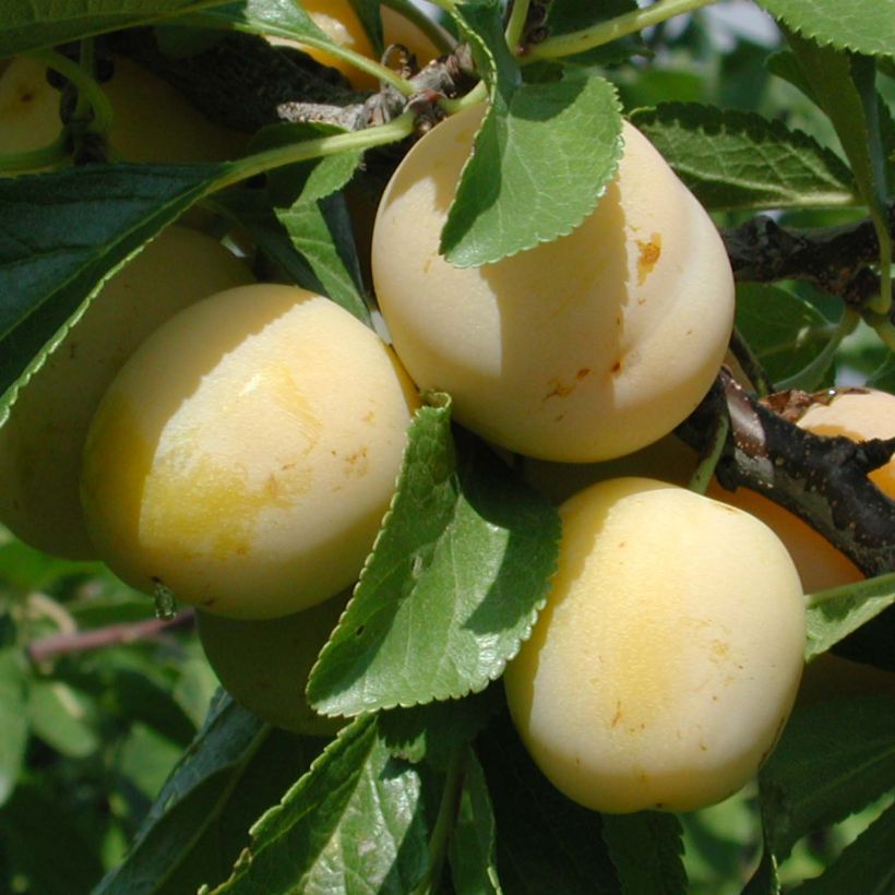 Prunus domestica Miraclaude - Common plum (Harvest)
