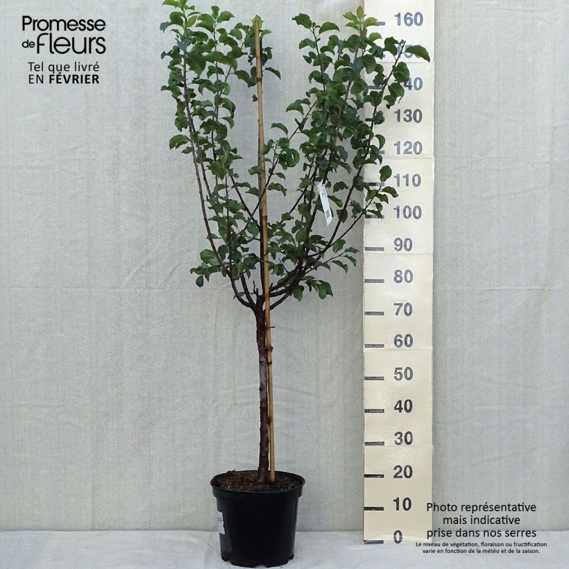Prunus domestica Mr. Hâtif - Common plum 7.5L/10L pot, Goblet sample as delivered in autumn