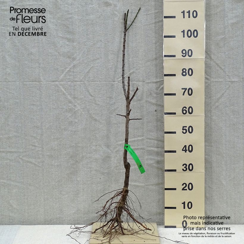 Prunus domestica Monsieur Jaune - Common plum sample as delivered in winter