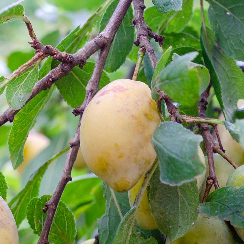 Prunus domestica Monsieur Jaune - Common plum (Harvest)