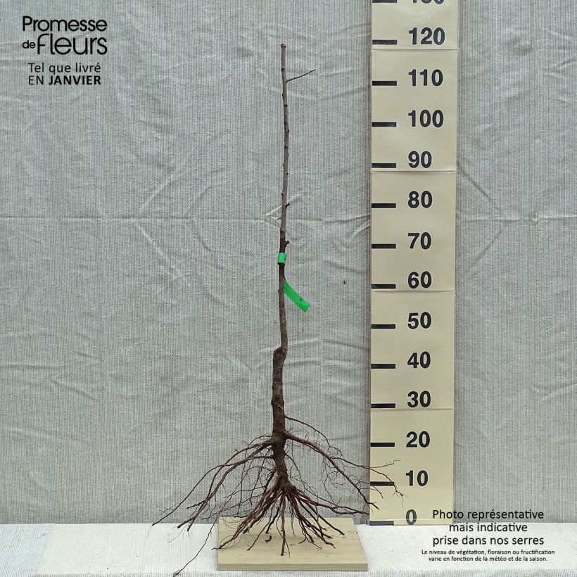 Prunus domestica Mr Hâtif - Organic Common plum sample as delivered in winter