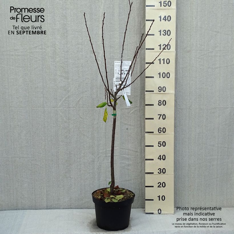 Prunus domestica Prune d'Ente - Common plum 7.5L/10L pot, Goblet sample as delivered in autumn