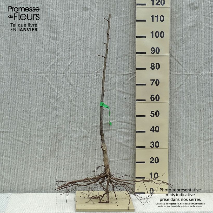 Prunus domestica Prune d'Ente Blanche - Common plum Bare root, Scion sample as delivered in winter