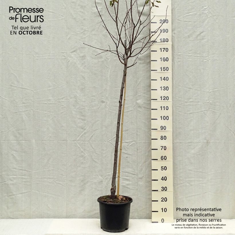 Prunus domestica Prune d'Ente - Common plum 7.5L/10L pot, Half standard sample as delivered in autumn
