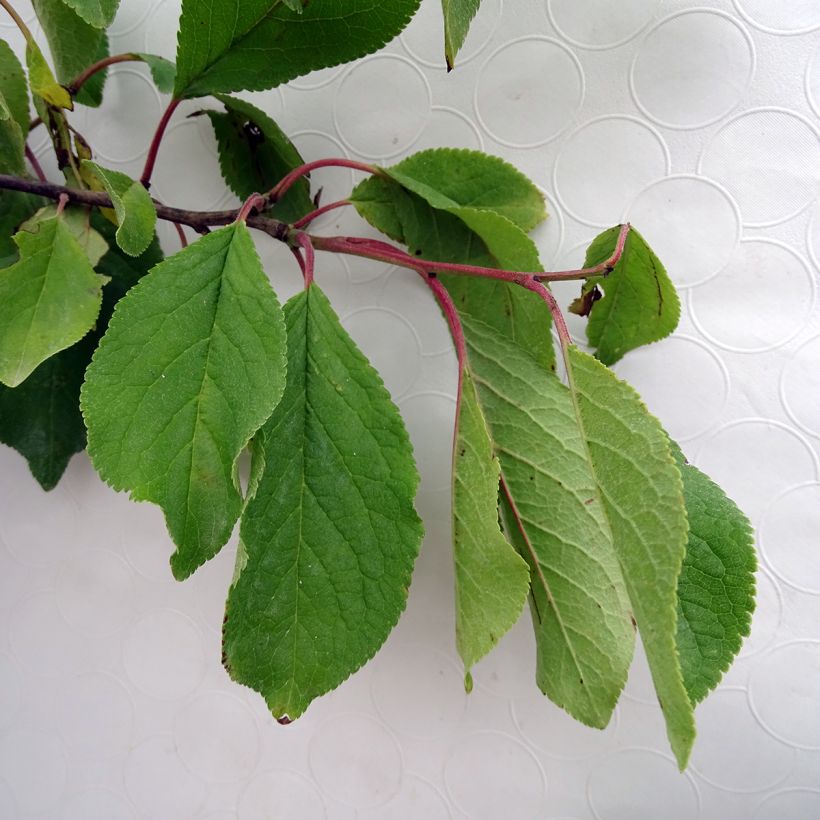 Prunus domestica Prune d'Ente - Common plum (Foliage)