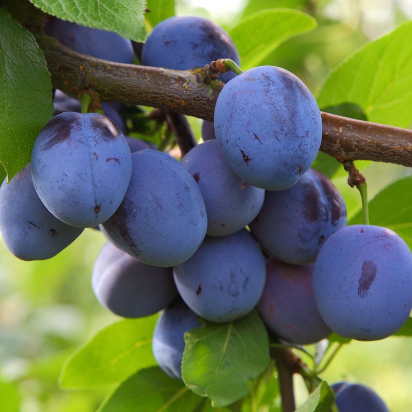 Prunus domestica Mirablue - Common plum (Harvest)