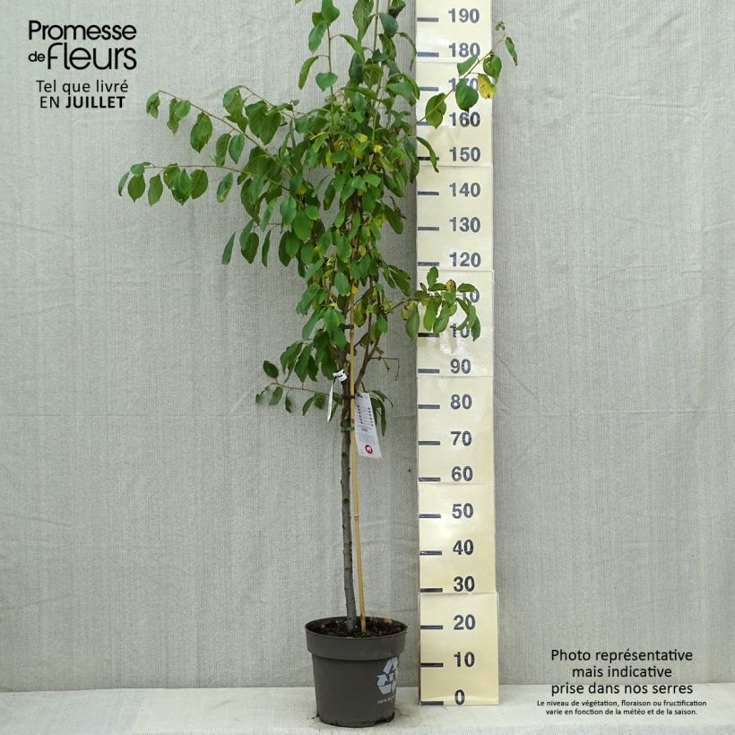 Prunus domestica Victoria - Common plum 7.5L/10L pot, Goblet sample as delivered in summer