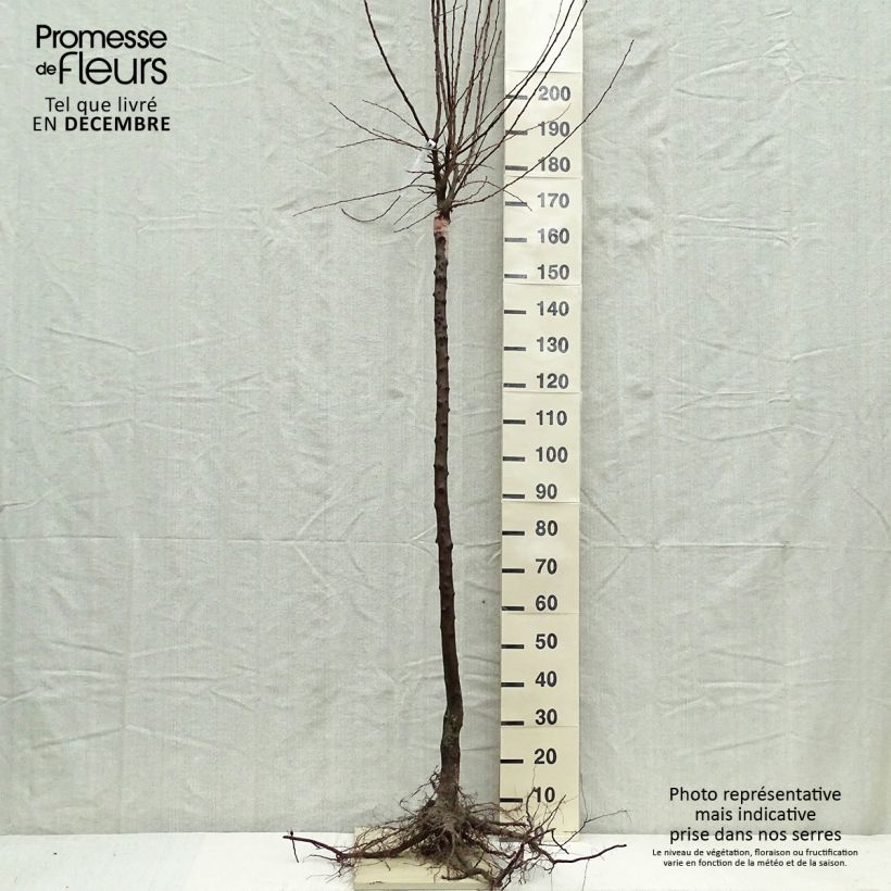 Prunus domestica Altesse Simple - Common plum sample as delivered in winter