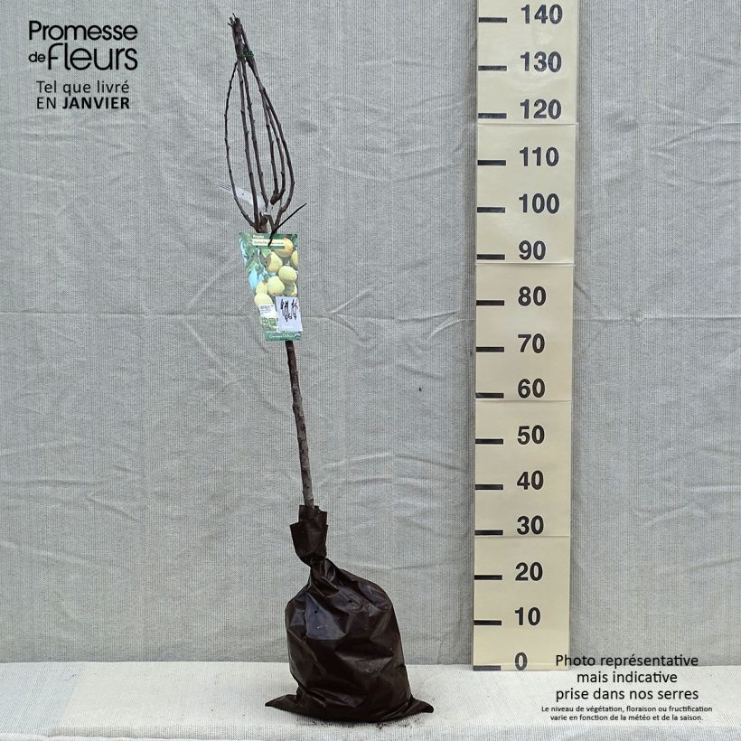 Prunus domestica Quetsche Blanche de Létricourt - Common plum Ready-to-plant root ball, Goblet sample as delivered in winter