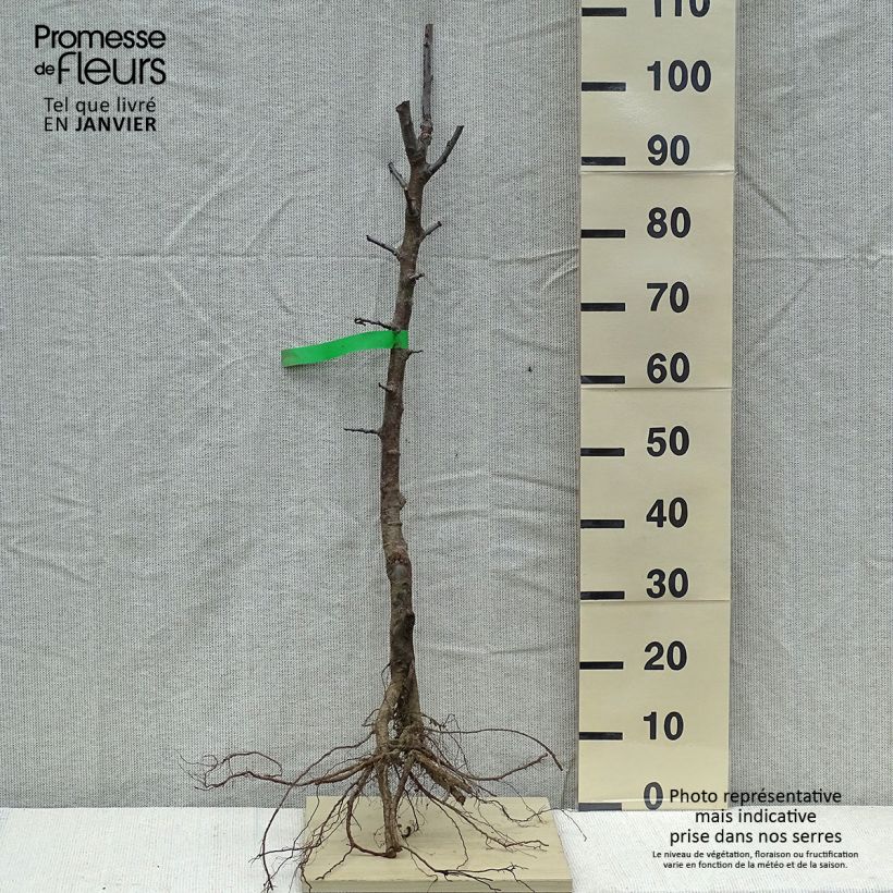 Prunus domestica Stanley - Organic Common plum sample as delivered in winter