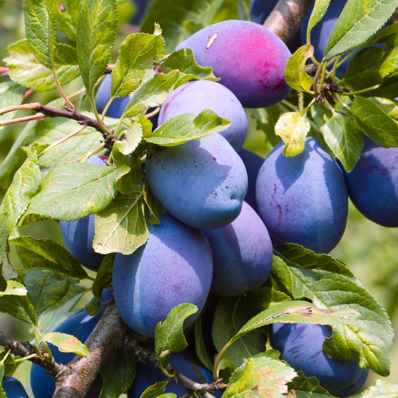 Prunus domestica Altesse Double - Common plum (Harvest)