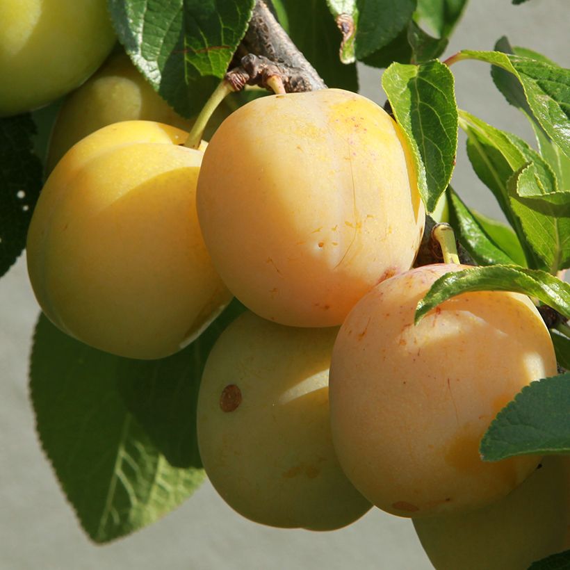 Prunus domestica Reine Claude Diaphane - Common plum (Harvest)